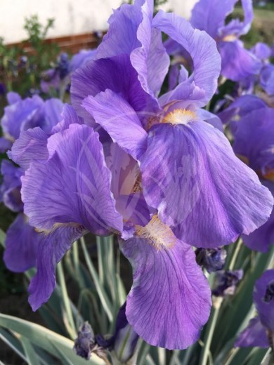 Iris pallida argenteovariegata IMG_7876